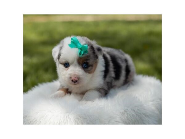 Miniature Australian Shepherd-DOG-Female-Blue Merle-27013-Petland Lake St. Louis & Fenton, MO