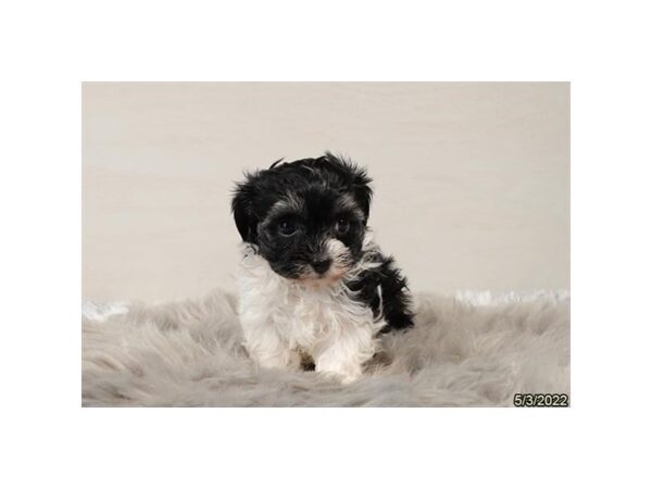 Havanese-DOG-Female-Black / White-27022-Petland Lake St. Louis & Fenton, MO