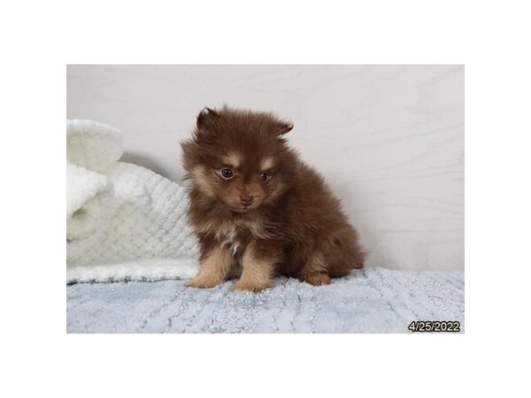 Pomeranian-DOG-Female-Chocolate and Tan-27026-Petland Lake St. Louis & Fenton, MO