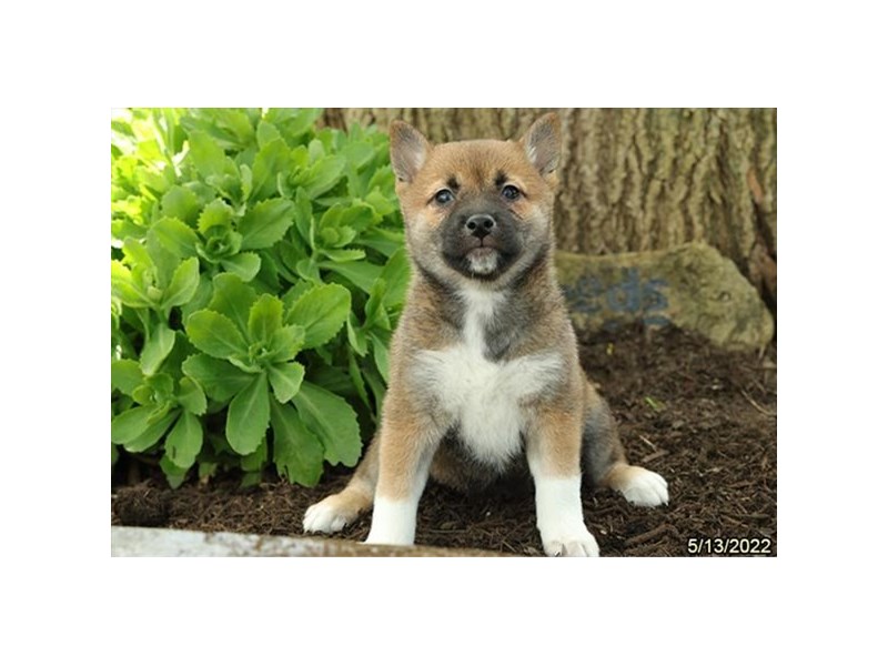 Shiba Inu Puppy Red ID:27027 Located at Petland Lake St. Louis