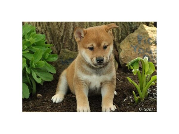 Shiba Inu-DOG-Male-Red-27028-Petland Lake St. Louis & Fenton, MO