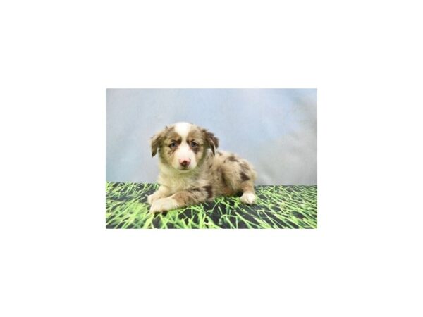 Miniature American Shepherd-DOG-Male-Blue Merle-27045-Petland Lake St. Louis & Fenton, MO