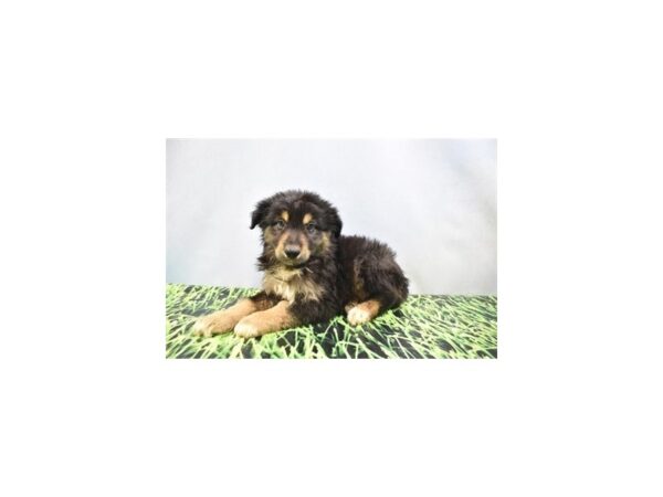 Miniature American Shepherd-DOG-Male-Black-27046-Petland Lake St. Louis & Fenton, MO