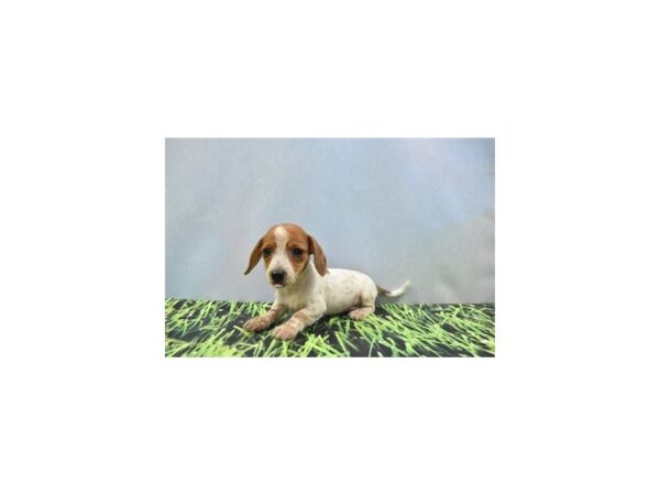 Dachshund-DOG-Female-Red-27039-Petland Lake St. Louis & Fenton, MO