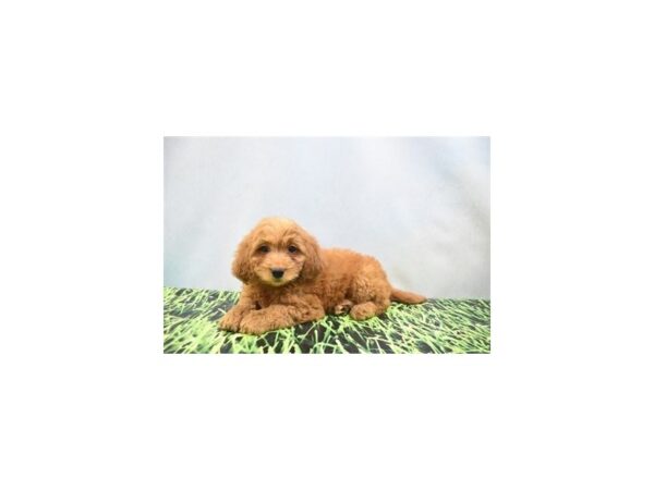 Mini Goldendoodle-DOG-Female-Red-27047-Petland Lake St. Louis & Fenton, MO