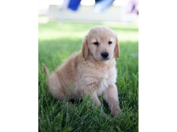 Golden Retriever-DOG-Male-Golden-27051-Petland Lake St. Louis & Fenton, MO