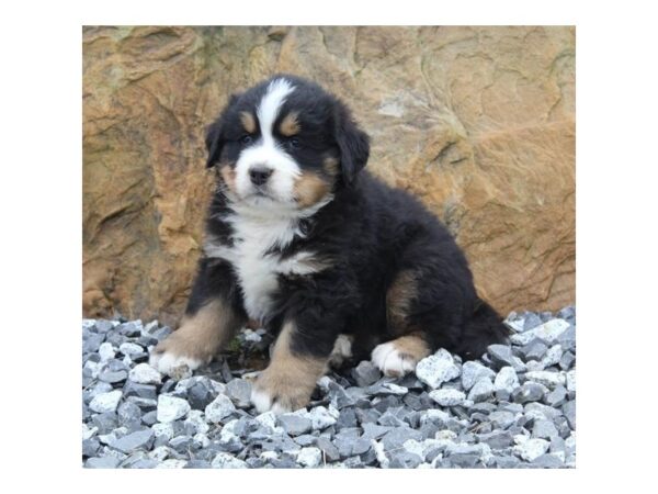 Bernese Mountain Dog-DOG-Male-Black Rust / White-27049-Petland Lake St. Louis & Fenton, MO