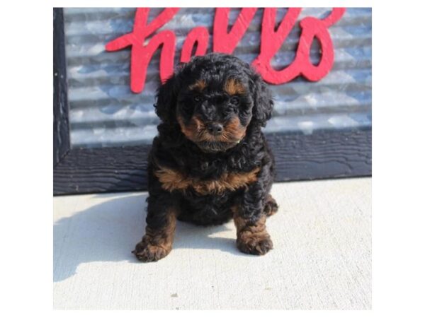 Mini Goldendoodle-DOG-Female-Black / Red-27061-Petland Lake St. Louis & Fenton, MO
