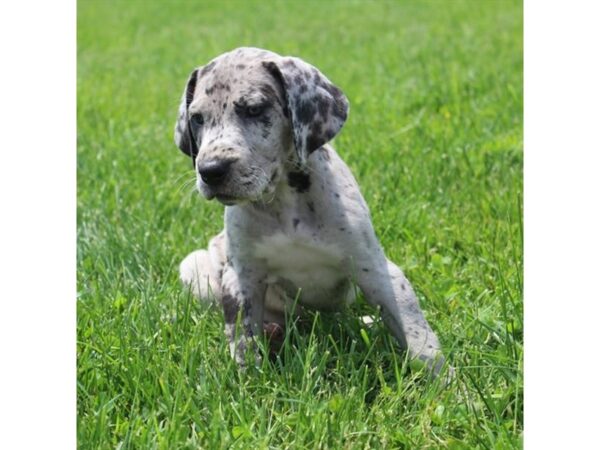 Great Dane-DOG-Female-Merlequin-27052-Petland Lake St. Louis & Fenton, MO