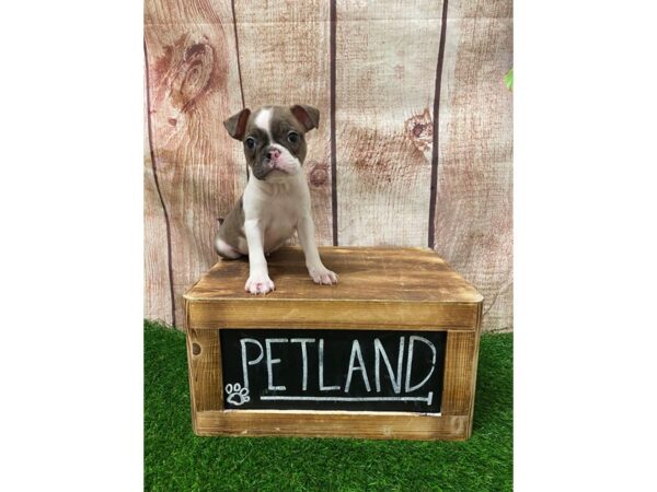 Boston Terrier-DOG-Male-Chocolate & White Merle-27037-Petland Lake St. Louis & Fenton, MO