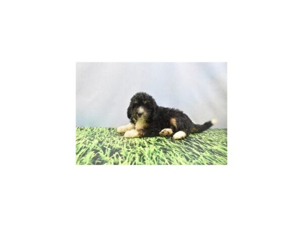 Miniature Bernedoodle-DOG-Male-Tri Color-27076-Petland Lake St. Louis & Fenton, MO