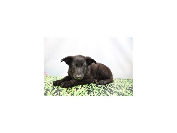 German Shepherd-DOG-Male-Black-27074-Petland Lake St. Louis & Fenton, MO
