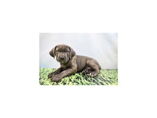 Cane Corso-DOG-Female-Grey-27075-Petland Lake St. Louis & Fenton, MO