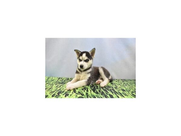 Siberian Husky-DOG-Male-Black and White-27099-Petland Lake St. Louis & Fenton, MO
