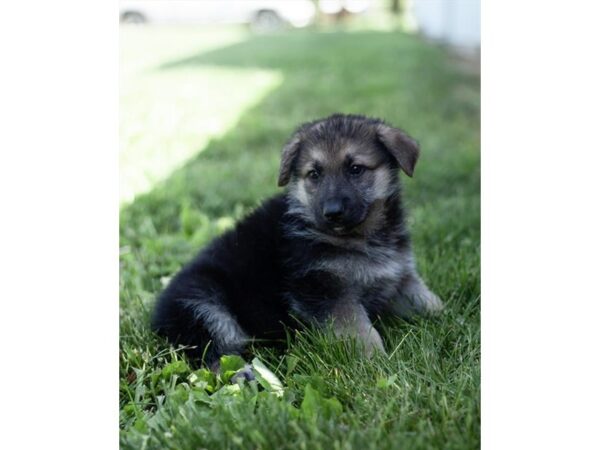 German Shepherd Dog-DOG-Female-Black / Silver-27107-Petland Lake St. Louis & Fenton, MO