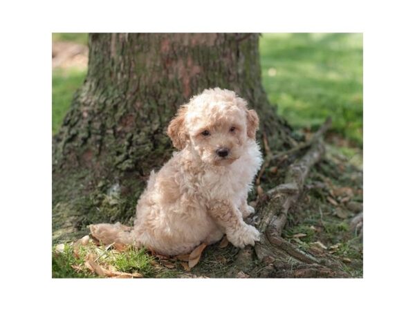 Mini Goldendoodle-DOG-Male-Apricot-27109-Petland Lake St. Louis & Fenton, MO