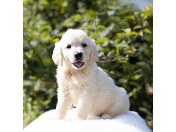 Golden Retriever-DOG-Female-Cream-27106-Petland Lake St. Louis & Fenton, MO