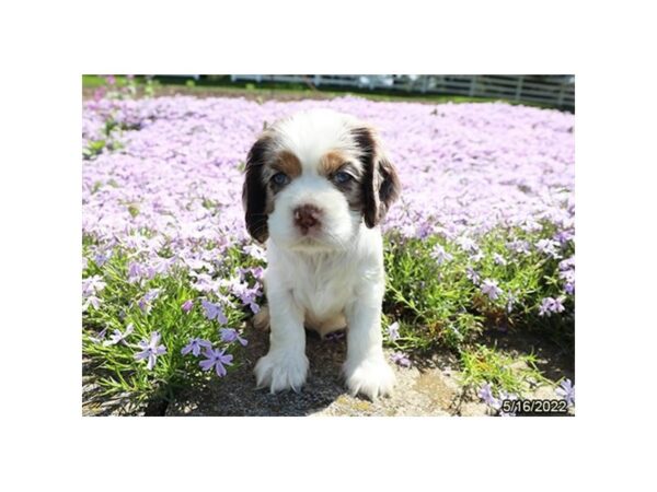 Cocker Spaniel-DOG-Female-White / Chocolate Merle-27116-Petland Lake St. Louis & Fenton, MO