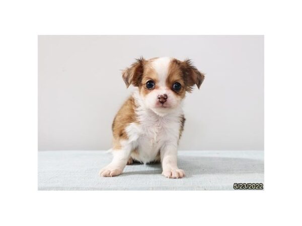 Chihuahua-DOG-Female-Chocolate Merle-27136-Petland Lake St. Louis & Fenton, MO