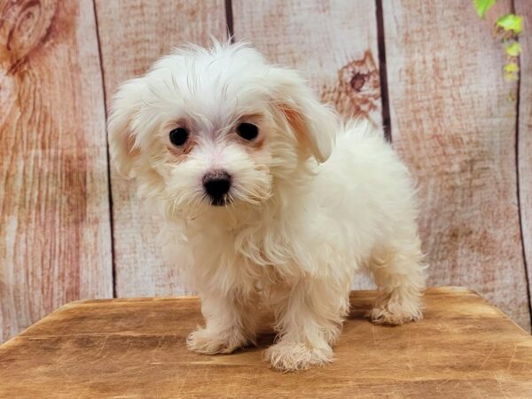 Maltese-DOG-Female-White-27139-Petland Lake St. Louis & Fenton, MO