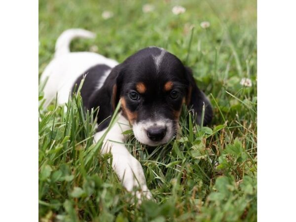 Beagle-DOG-Male-Black White / Tan-27145-Petland Lake St. Louis & Fenton, MO