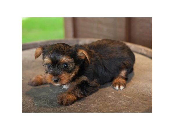 Yorkshire Terrier-DOG-Female-Black / Tan-27147-Petland Lake St. Louis & Fenton, MO