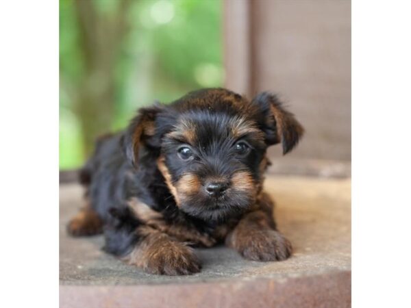 Yorkshire Terrier-DOG-Female-Black / Tan-27148-Petland Lake St. Louis & Fenton, MO