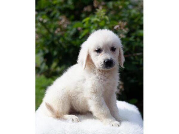 Golden Retriever-DOG-Male-Cream-13-Petland Lake St. Louis & Fenton, MO