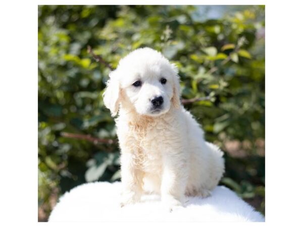 Golden Retriever-DOG-Female-Cream-14-Petland Lake St. Louis & Fenton, MO