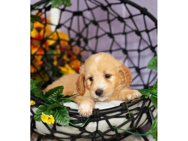 Mini Goldendoodle-DOG-Female-Golden-18-Petland Lake St. Louis & Fenton, MO
