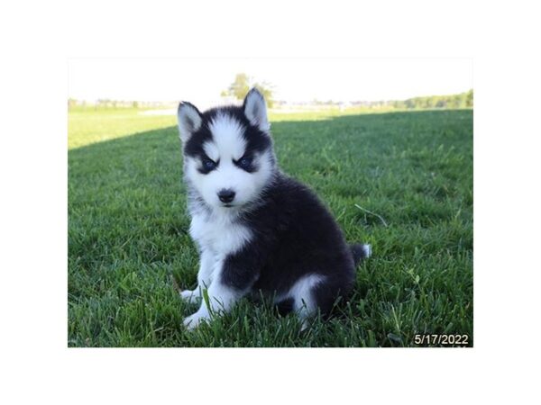 Siberian Husky-DOG-Female-Black / White-27171-Petland Lake St. Louis & Fenton, MO