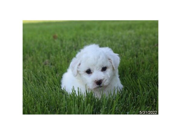 Bichon Frise-DOG-Female-White-34-Petland Lake St. Louis & Fenton, MO