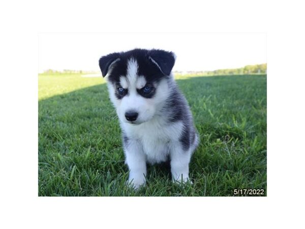 Siberian Husky-DOG-Female-Black / White-40-Petland Lake St. Louis & Fenton, MO