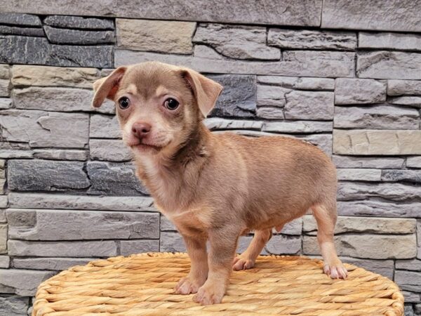 Chihuahua-DOG-Male-Chocolate Blue-25-Petland Lake St. Louis & Fenton, MO