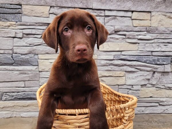 Labrador Retriever-DOG-Male-Chocolate-24-Petland Lake St. Louis & Fenton, MO