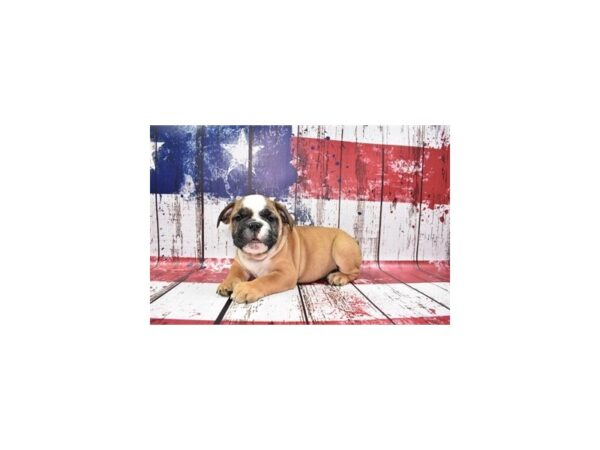 English Bulldog-DOG-Male-Red and White-27182-Petland Lake St. Louis & Fenton, MO