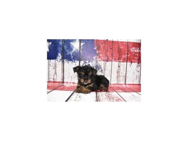 Yorkshire Terrier-DOG-Male-Black and Tan-27185-Petland Lake St. Louis & Fenton, MO