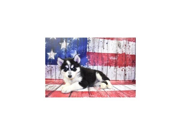 Siberian Husky-DOG-Male-Black and White-27184-Petland Lake St. Louis & Fenton, MO