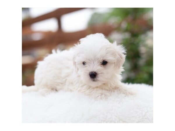 Maltese-DOG-Female-White-27190-Petland Lake St. Louis & Fenton, MO