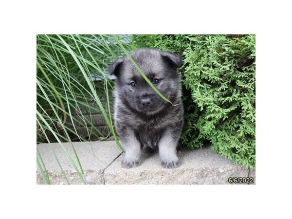 Norwegian Elkhound-DOG-Male-Black / Silver-27200-Petland Lake St. Louis & Fenton, MO