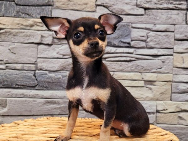 Chihuahua-DOG-Female-Black / Tan-19-Petland Lake St. Louis & Fenton, MO