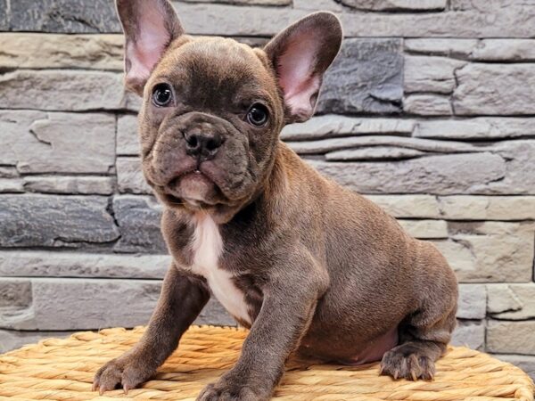 French Bulldog-DOG-Male-Blue-74-Petland Lake St. Louis & Fenton, MO