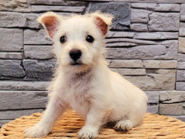 West Highland White Terrier-DOG-Female-White-78-Petland Lake St. Louis & Fenton, MO