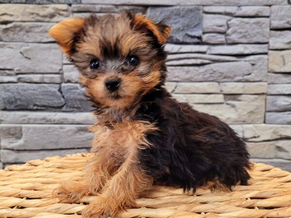 Yorkshire Terrier-DOG-Female-Black / Tan-62-Petland Lake St. Louis & Fenton, MO