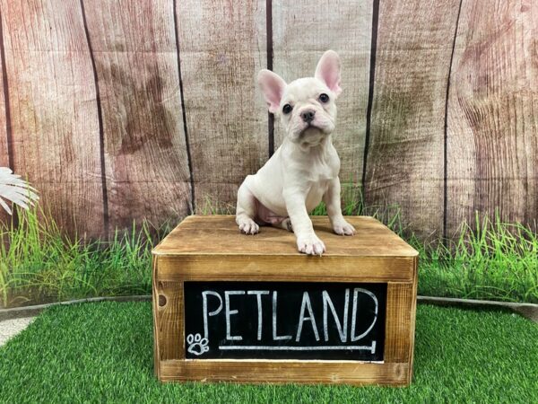 French Bulldog-DOG-Male-Cream & White-27192-Petland Lake St. Louis & Fenton, MO