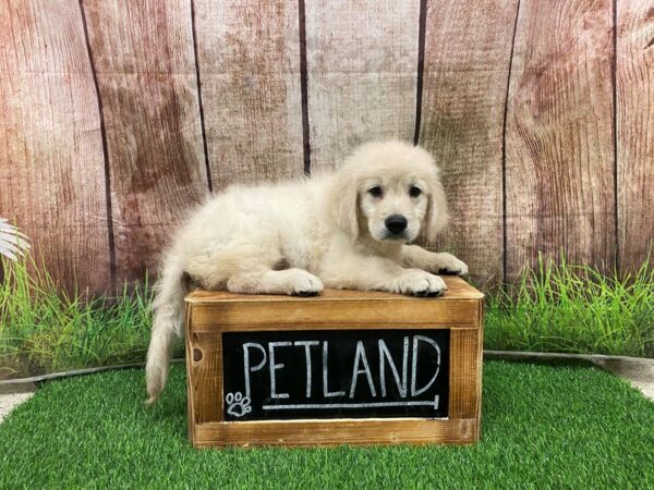 Golden Retriever-DOG-Male-Cream-27170-Petland Lake St. Louis & Fenton, MO