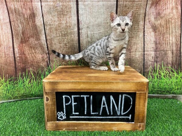 Bengal CAT Male Silver/Blk Spotted 27197 Petland Lake St. Louis & Fenton, MO