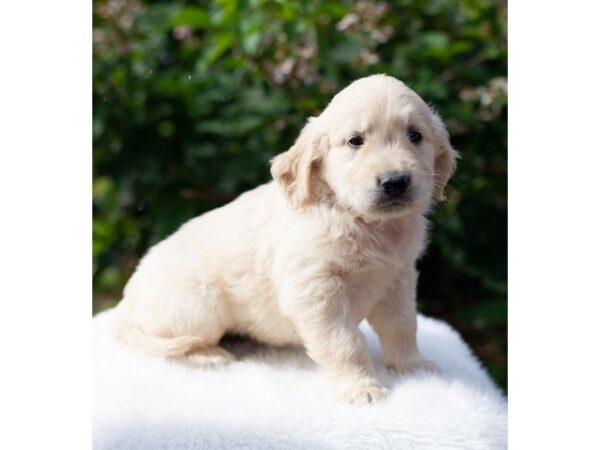 Golden Retriever-DOG-Female-Cream-81-Petland Lake St. Louis & Fenton, MO