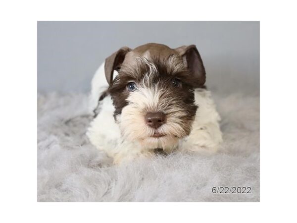 Miniature Schnauzer-DOG-Female-Chocolate / White-27209-Petland Lake St. Louis & Fenton, MO