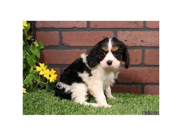 Cavalier King Charles Spaniel-DOG-Female-Tri-Colored-27216-Petland Lake St. Louis & Fenton, MO